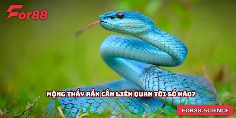 Mơ Thấy Rắn Cắn - Hé Lộ Bí Mật Về Những Con Số May Mắn 3 Mộng thấy rắn cắn liên quan tới số nào?